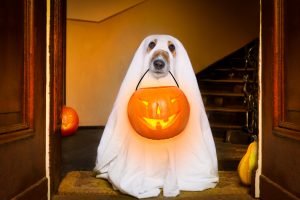 Halloween Safety Tips for your Pets
