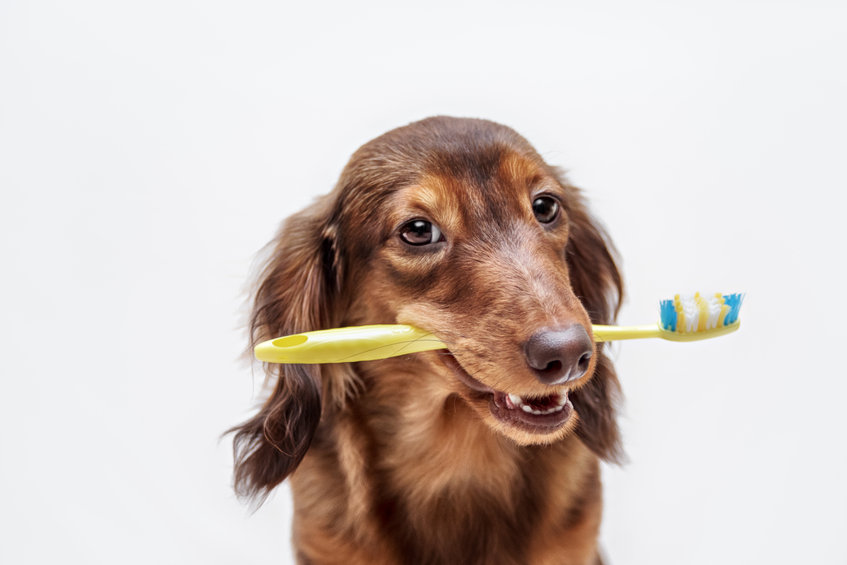 Pet Dental Cleaning and Evaluation Part 3