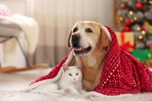 Pet Gift Guide for the Holiday Season