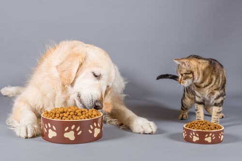 Finding a Good Pet Food