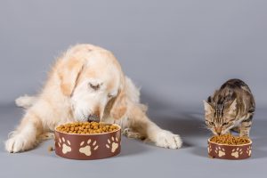Dog and cat eating dry food in bowls.