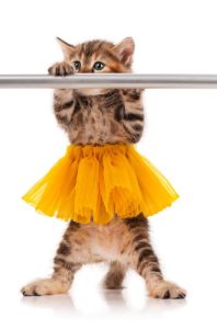 A kitten in a ballerina tutu holding onto a ballet barre.
