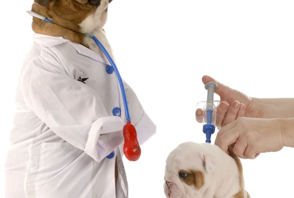 What vaccines do puppies need?