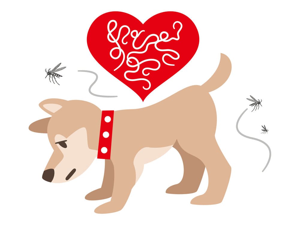 what happens to a dog with heartworms
