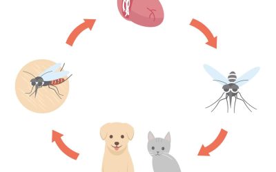 Heartworm Disease in Pets Part 2