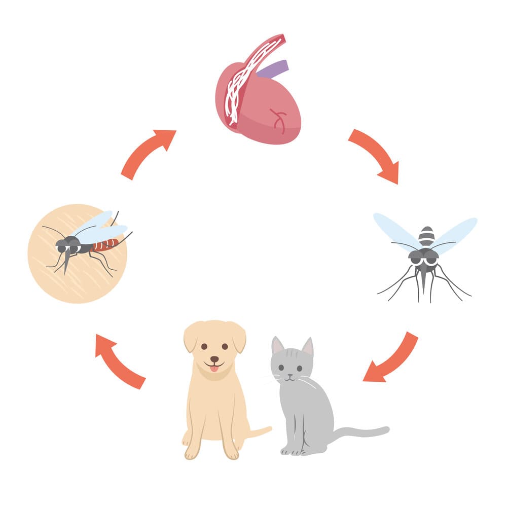 what happens if i forgot to give my dog heartworm medicine