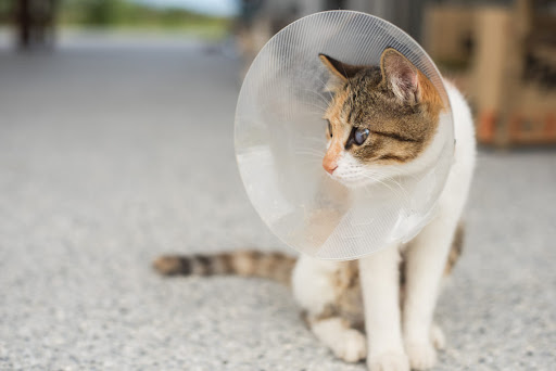 Kitten Inside A Recovery Cone