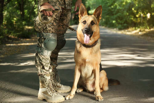 A German Shepard And Soldier