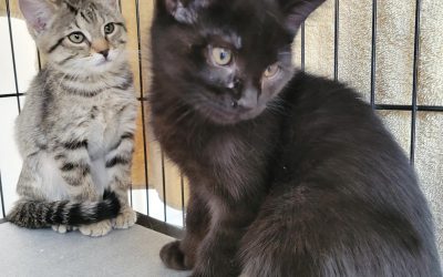 Two friendly little kittens are looking for their forever home