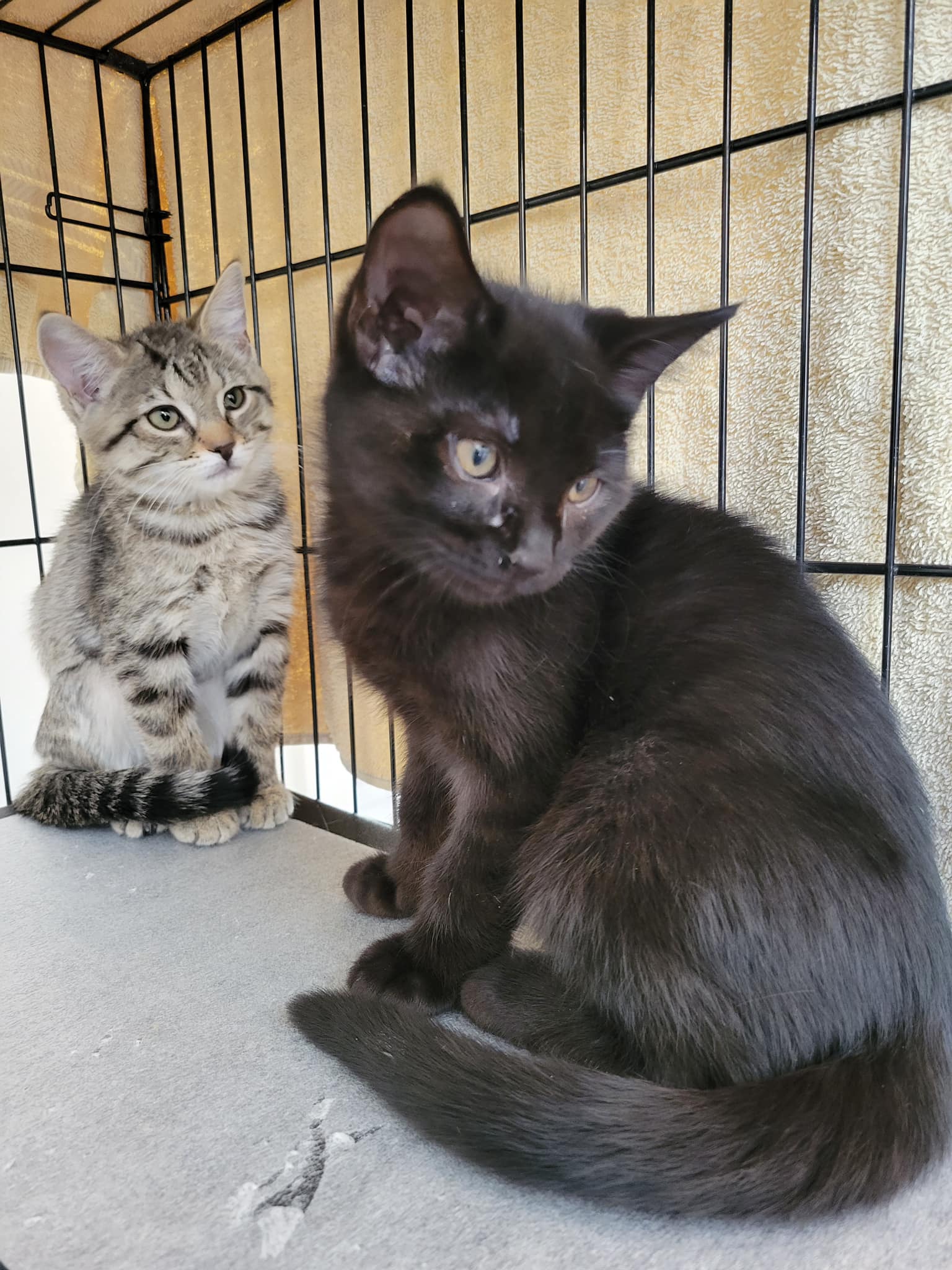 Two friendly little kittens are looking for their forever home