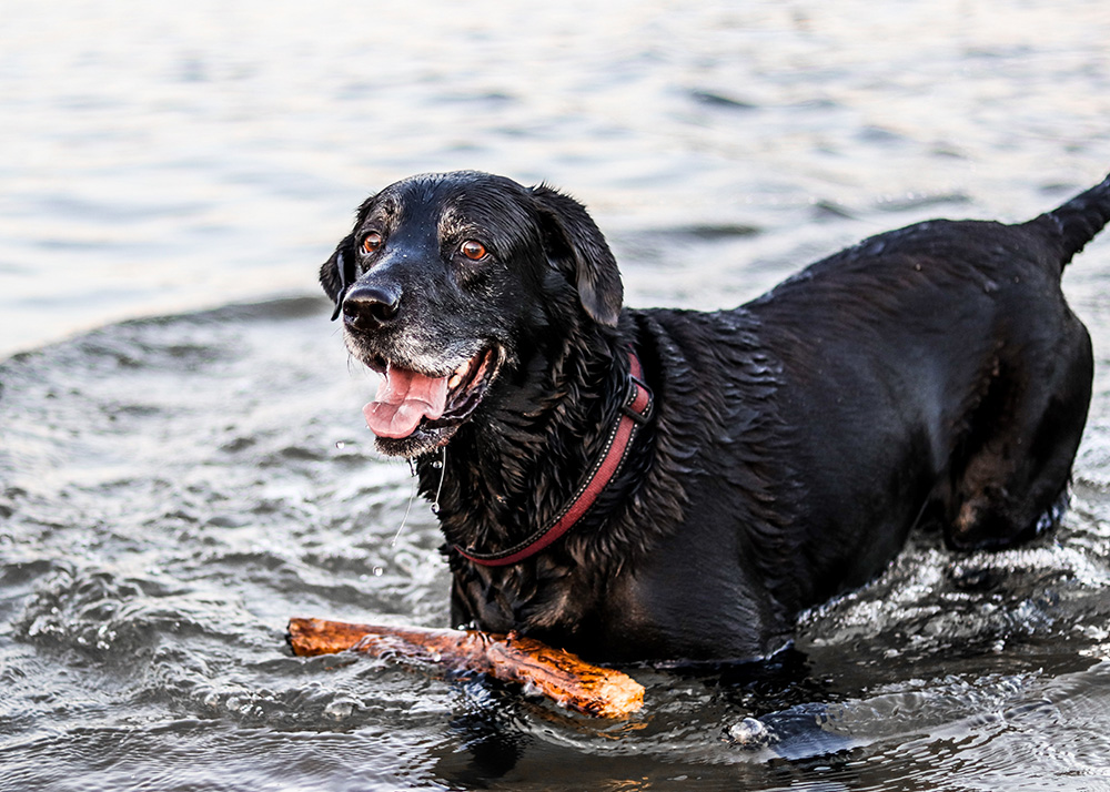 Dog Swimming With Stick
