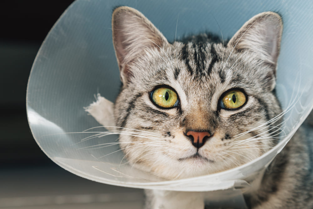 A domestic cat wearing a cone after cat neuter surgery.