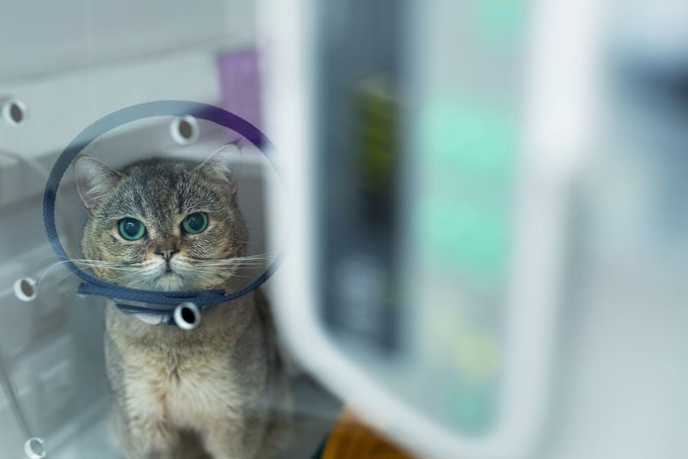 A domestic cat wearing a cone after cat spay surgery.