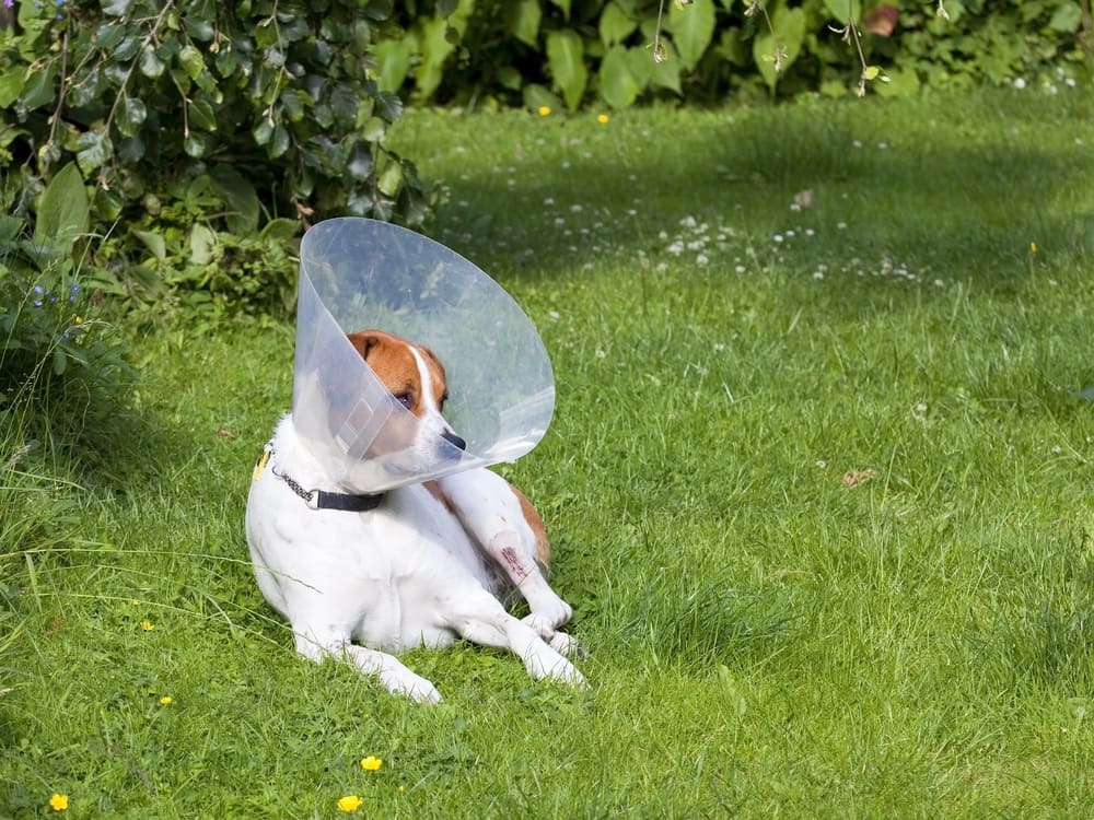 A dog wearing a cone resting in the grass after dog neuter surgery.