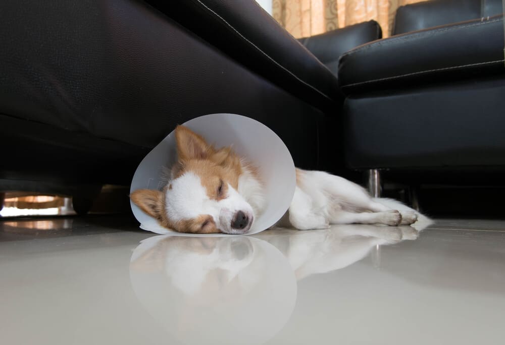 A dog wearing a cone laying on the floor resting at home after dog spay surgery.