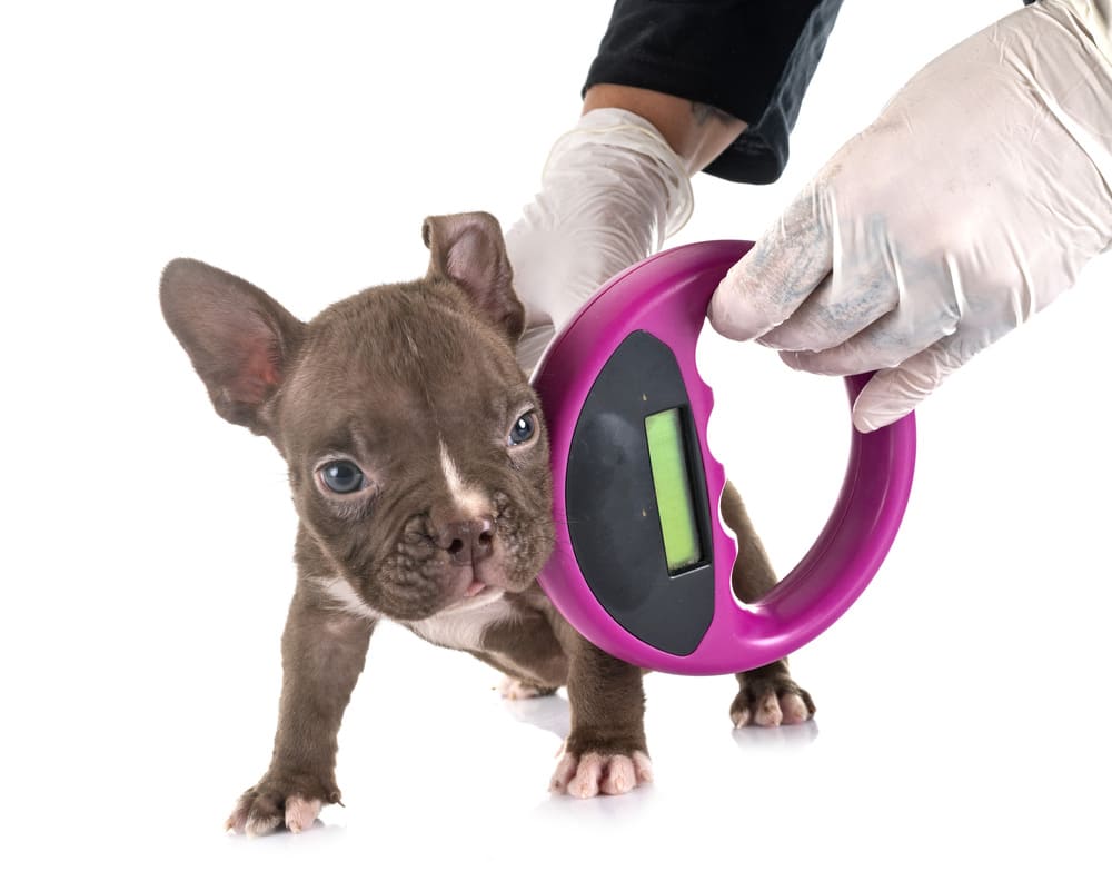 A puppy being checked for a dog microchip by a gloved veterinarian.