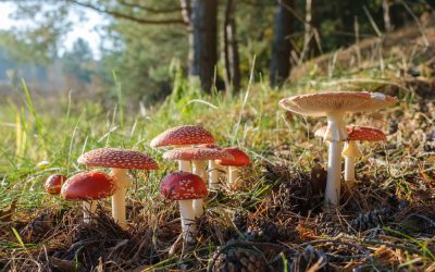 Mushroom Toxicity in Pets