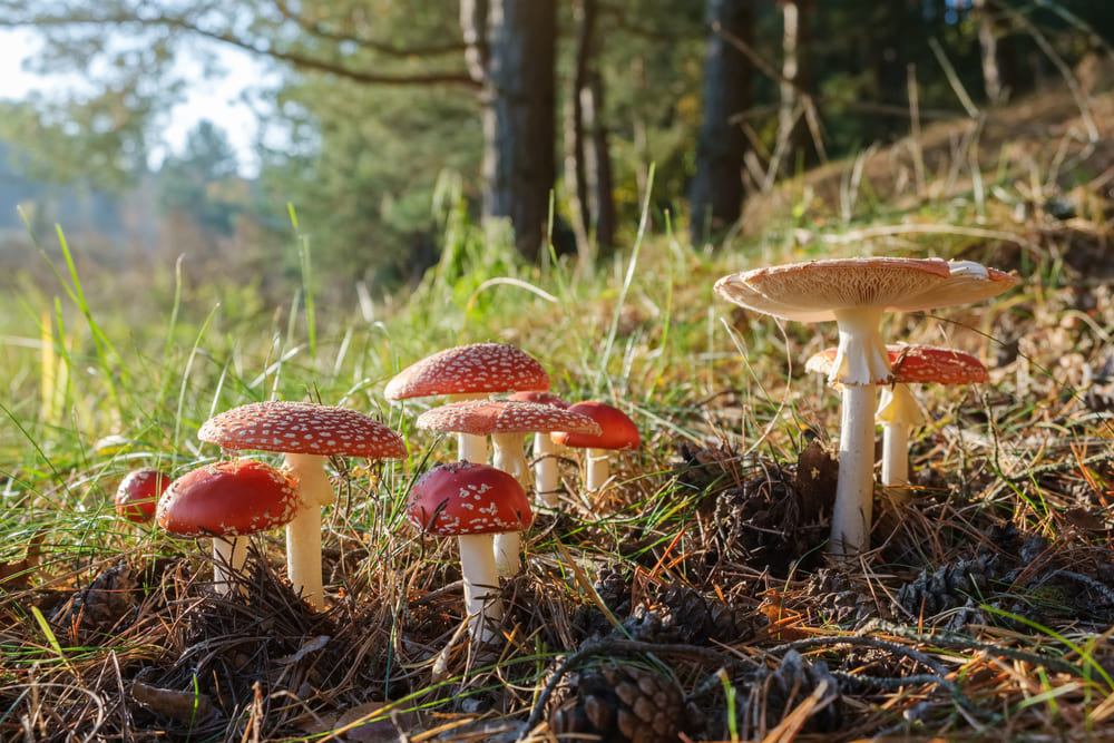 Tomato's Emotional Support Mushroom : r/mycology