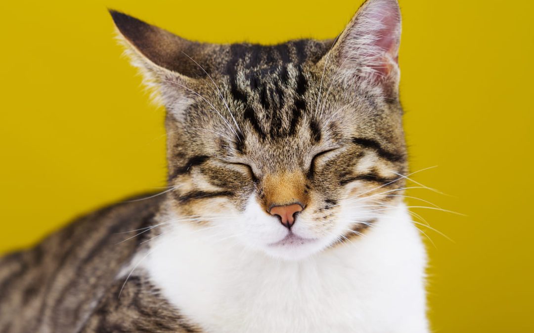 Reading the Body Language of Cats