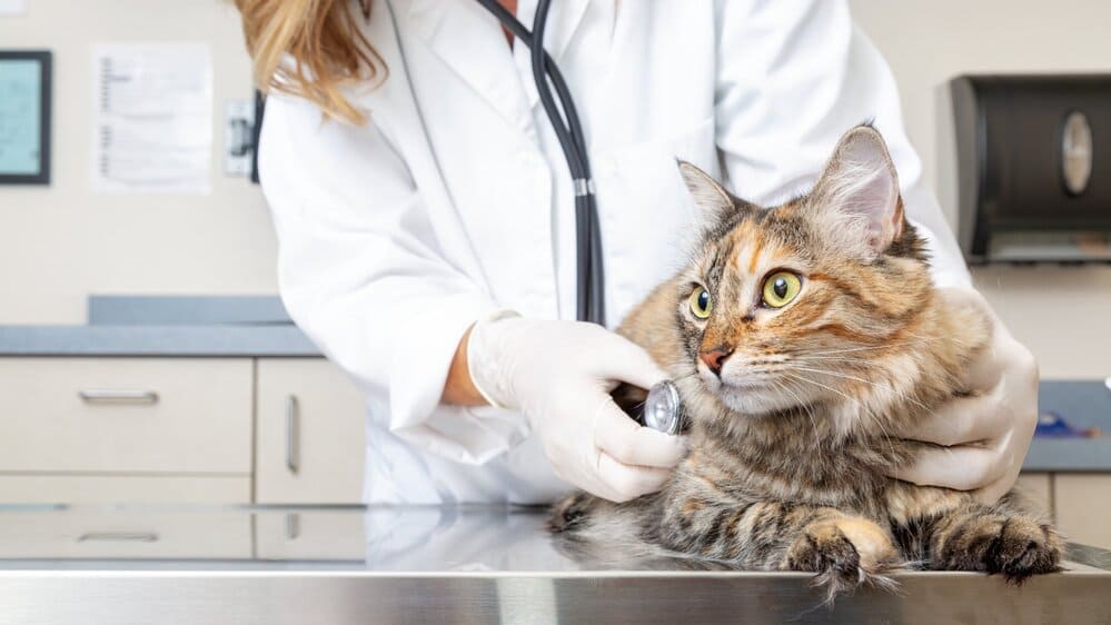 A veterinarian examining a cat, who is calm thanks to tips for taking a cat to a vet.