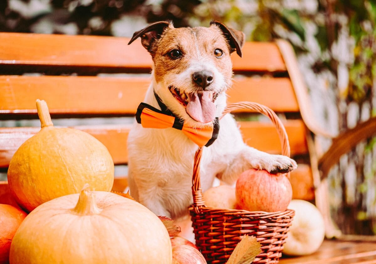 A dog in a festive bow tie next to a harvest of autumn fruits with a smile that says, “Happy Thanksgiving pets!”