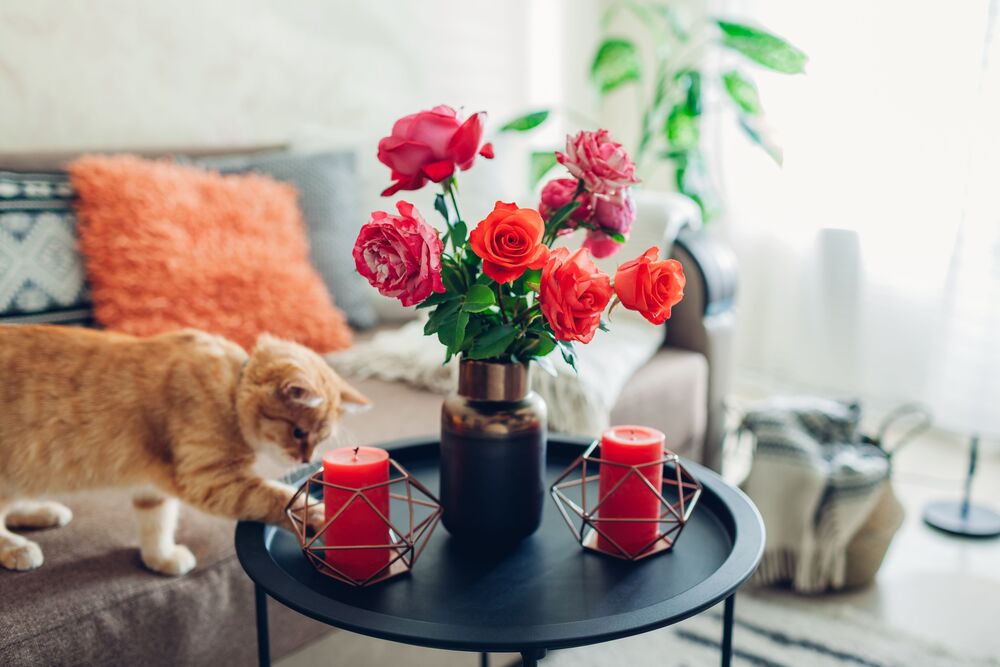 Interior of a living room decorated with flowers on a coffee table and a cat walking on a couch. A bouquet of colorful pet safe plants (roses) rests on the table.