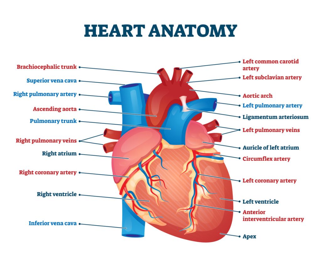 Heart Disease in Dogs and Cats Diagram