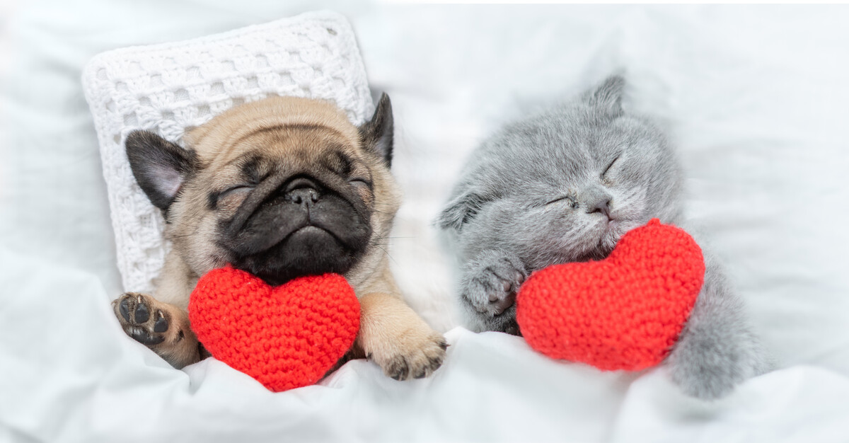 Heart Disease in Dogs and Cats