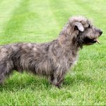  Glen of Imaal Terrier - Irish Dog Breeds