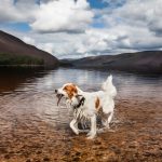  Irish Red and White Setter - Irish Dog Breeds