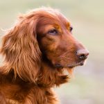 Irish Setter - Irish Dog Breed
