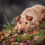Irish Terrier - Irish Dog Breeds