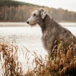 Irish Wolfhound - Irish Dog Breeds