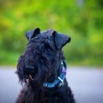 Kerry Blue Terrier - Irish Dog Breeds