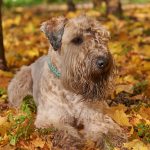  Soft-Coated Wheaten Terrier - Irish Dog Breeds