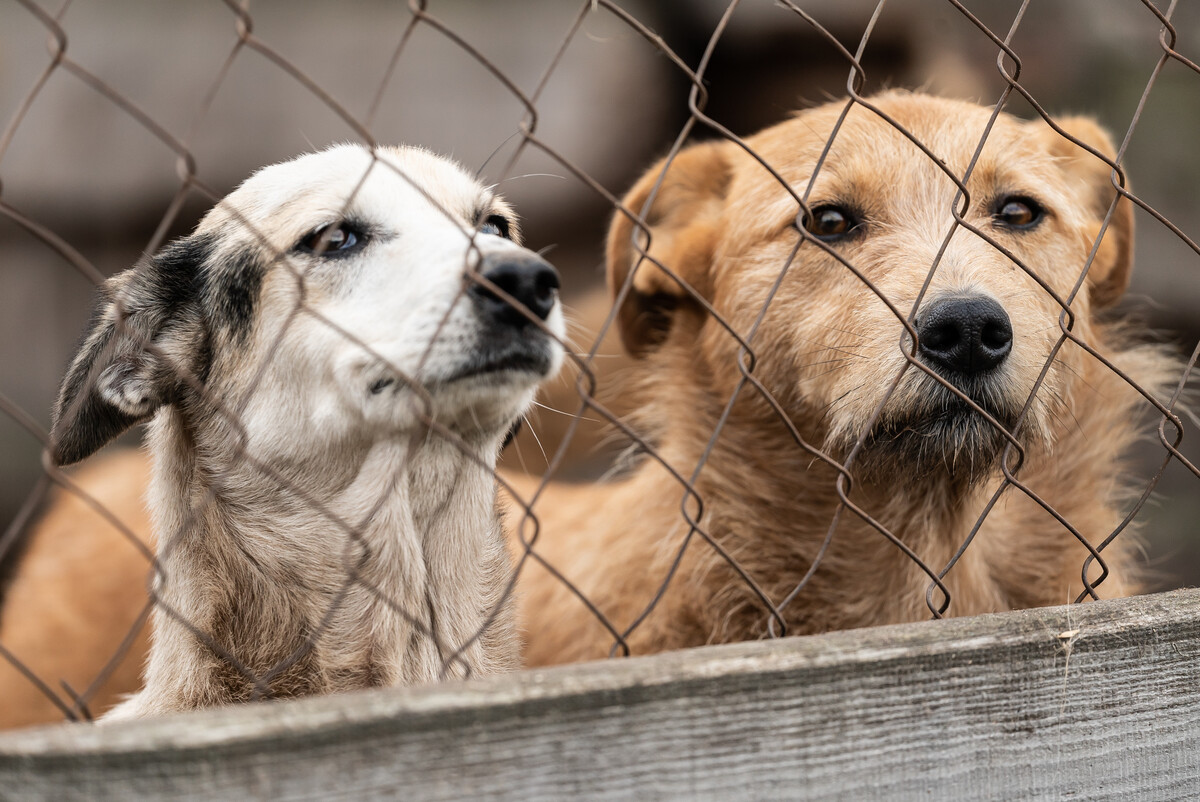 Two dogs at one of the animal shelters in Pennsylvania.