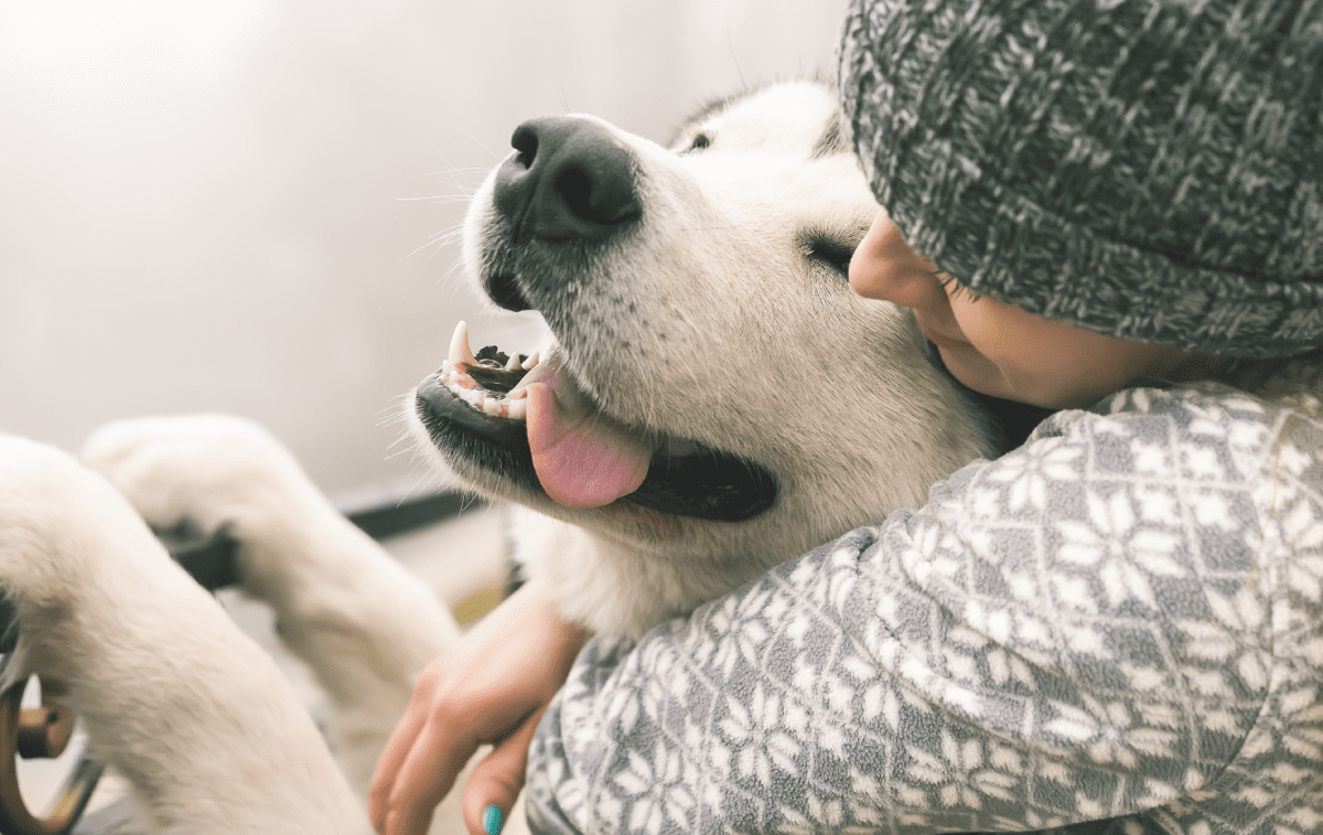 A deaf dog cuddling with its owner