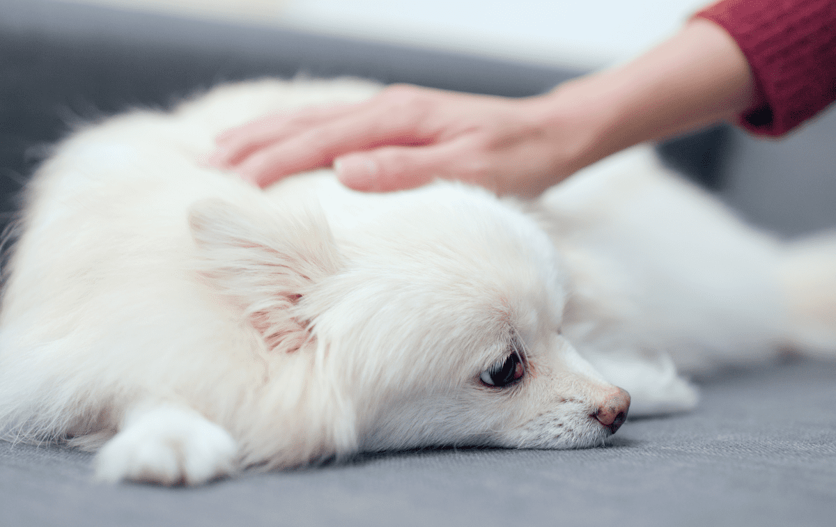 A deaf dog lying down while its owner pets it