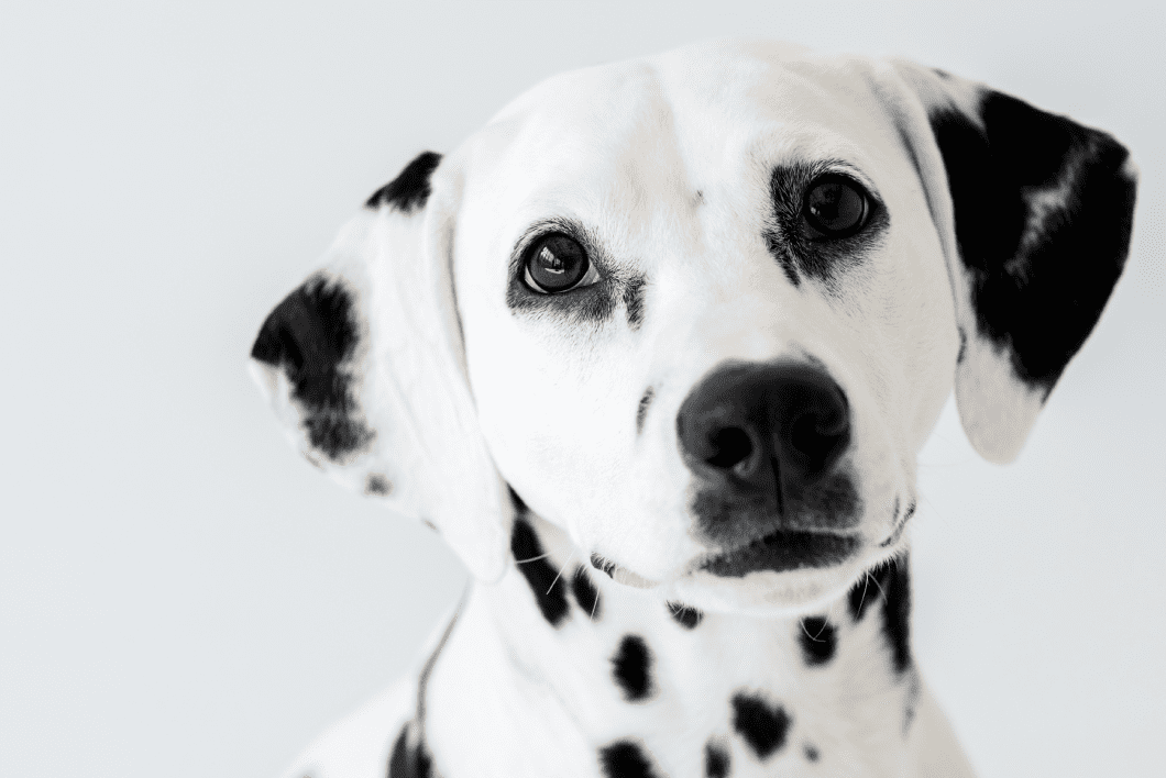 Do you have a deaf dog? Longwood Veterinary Center shares tips on how to support them