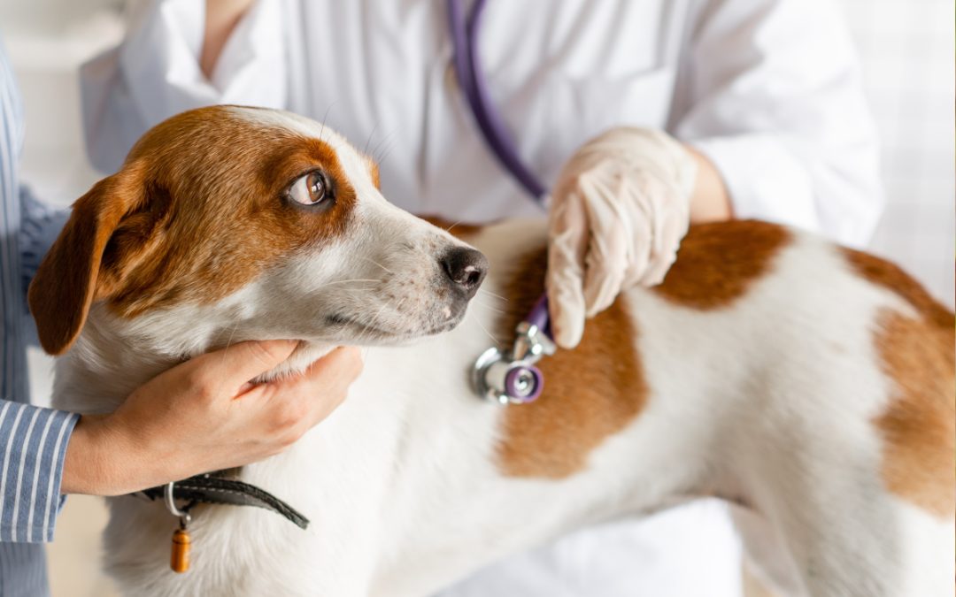 Canine Respiratory Disease Outbreak 2023