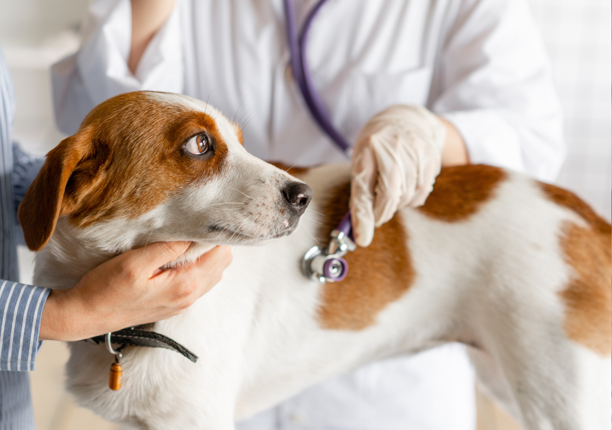 Longwood Vet Center provides information on the canine respiratory disease outbreak of 2023