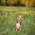 A Kerry Beagle, one of the Irish dog breeds, with black, tan and white patches sitting in a meadow with dandelions.