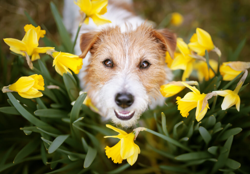 A dog posing for a photo amidst pet safe flowers