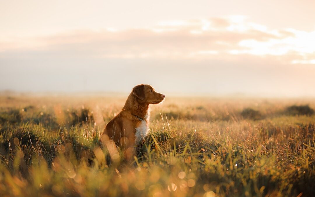 Honoring the Pets Who Touched Our Lives