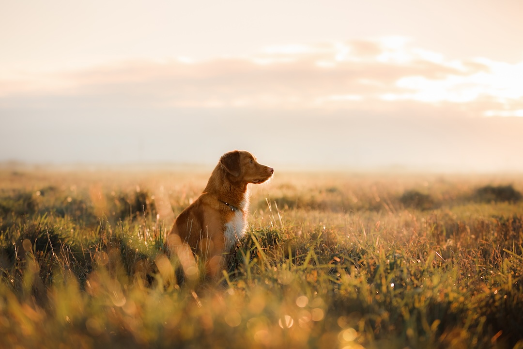 Honoring the Pets Who Touched Our Lives