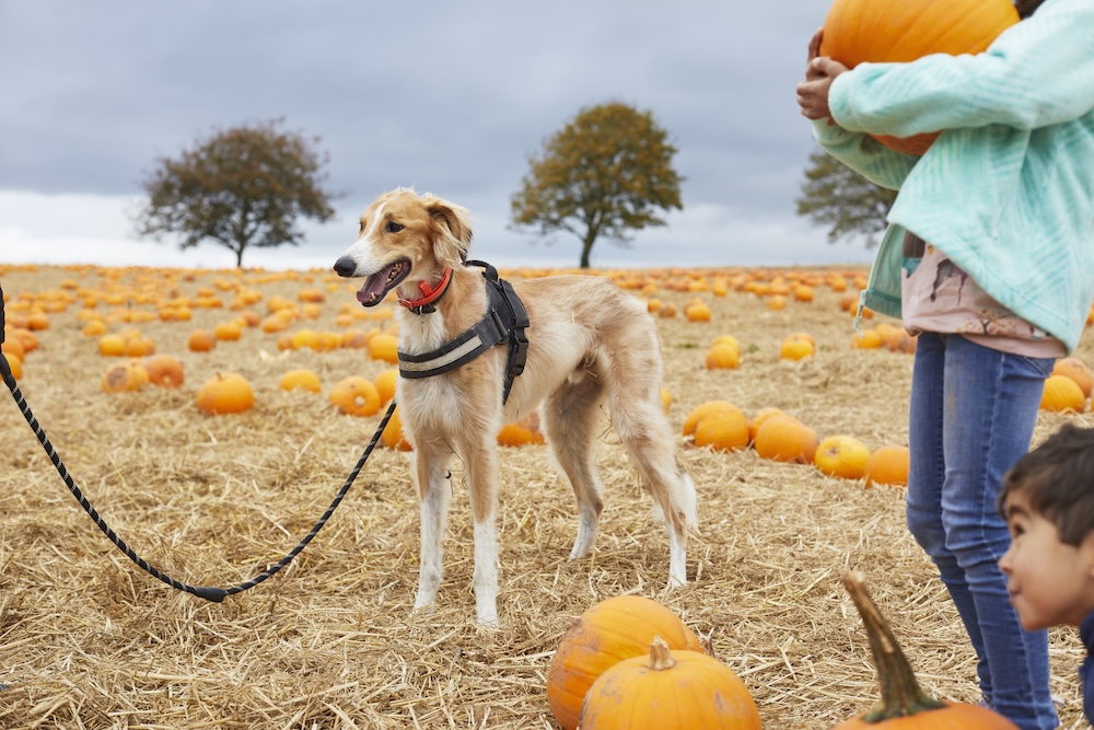 Is Pumpkin Good for Dogs? What Our Vets Want You to Know