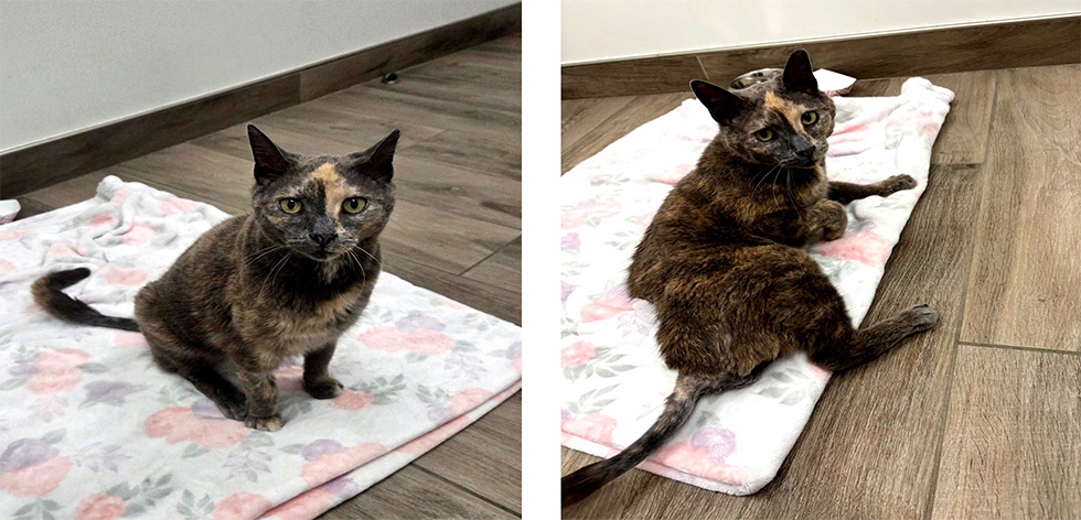 Adopt Ribby